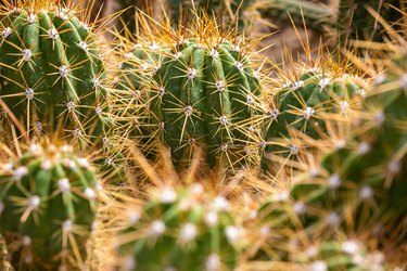 Close up of cactuses in a huge botanical garden, big thorns, nature concept