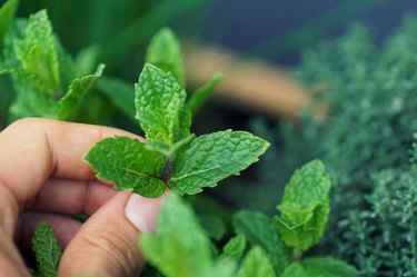 picking mint leaves from a herbal raised bed on a balcony