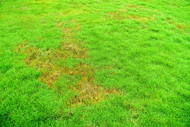 Nature, Green lawns, lawns, Background, surface, Rotten, pathogen