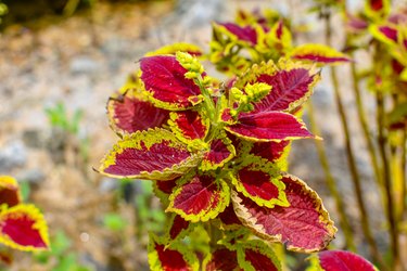 Red & Yellow Leaves Coleus Plant At The Garden On Sunlight. 01