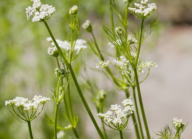Caraway (Carum carvi)