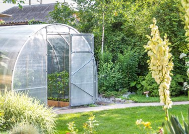 Greenhouse in backyard garden with open door for ventilation
