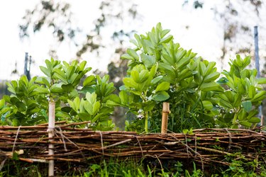 broad beans plants in a terrace made with logs, permaculture