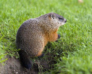 How To Get Rid Of Armadillos in the Yard, Lawn, or Garden Digging