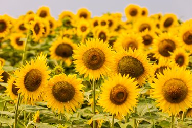 Sunflowers field, close-up
