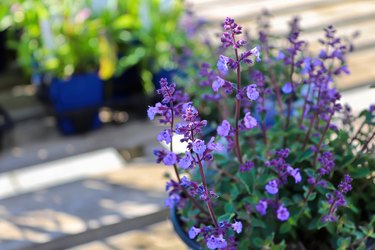 A pot of catmint flowers growing on a deck.