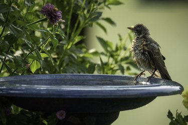 Bird perched on edge of birdbath.