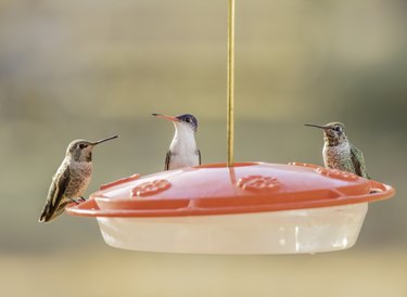 Trio of hummingbirds at the feeder