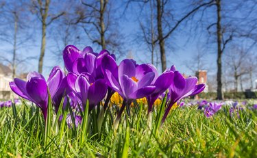 Purple crocuses in the spring in the grass