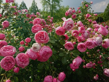 Close-Up Of Pink Roses