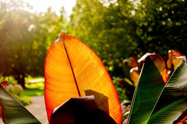 Huge orange and red leaf