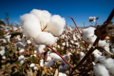 USDA ERS - Cotton Sector at a Glance