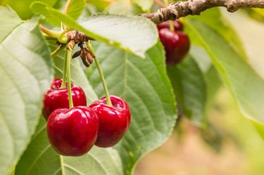 ripe red cherries and leaves on cherry tree