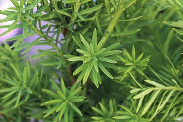 Closeup of the green branches on a Hicks Yew