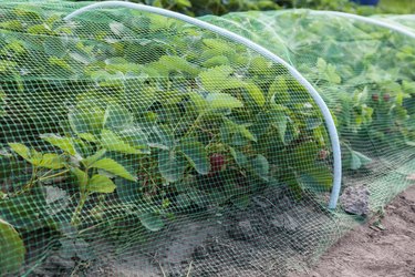 Strawberries bed covered with protective mesh from birds