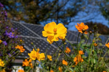 Sustainability in action with cosmos flowers and solar panels coexisting in a pollinator garden on a sunny fall day.