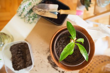 Closeup of a planted mango and gardening tools.