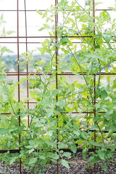 Truss tomato vines growing on mesh trellis