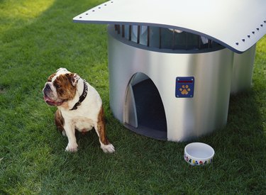 English Bulldog Puppy with Futuristic Doghouse