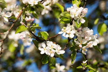 A beautiful flowering apple tree with white blossoms during spring.