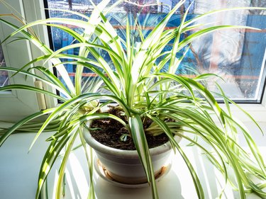 Spider plant, Chlorophytum comosum – Wisconsin Horticulture