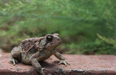 Texas Toad Anaxyrus speciosus in Organic Garden