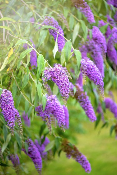 Close-up image of the beautiful summer flowering Buddleja, or Buddleia, commonly known as the butterfly bush purple flowers
