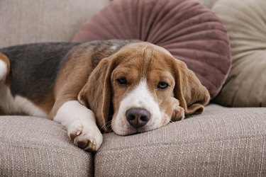 Purebred beagle at home on a couch.