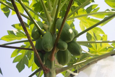 How to Tell If a Mulberry Tree Is Male or Female