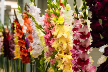 Colorful gladioli in vases.