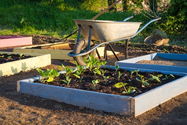 Working in vegetable garden allotment at home in spring planting yound lettuce and vegetables