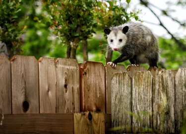 Opossum walking on wood fence.