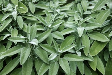 Fresh sage in the herb garden