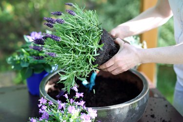 Summer work in the garden