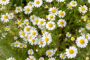 German tea chamomila (Chamomilla recutita) flowers on meadow