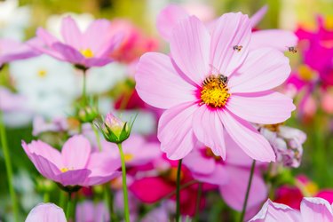 Cosmos flowers