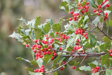 American Holly (Ilex opaca)