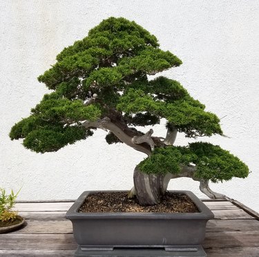 Bonsai miniature Pine tree