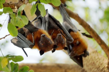 Bats on a tree limb.