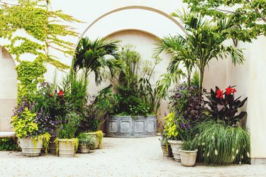 Potted Plants In Yard