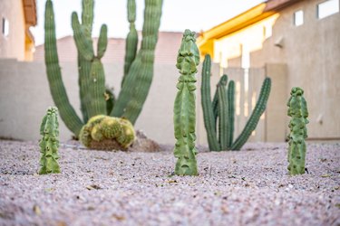 Row of cactus plants growing in a lawn
