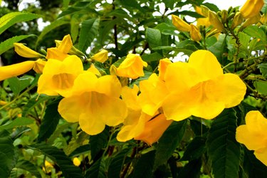 Yellow Bells