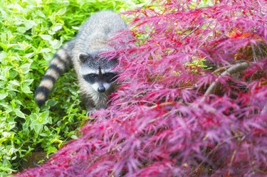 Racoon looking around a Japanese maple.