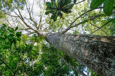 Gorgeous mahogany trunk, Swietenia macrophylla, beautiful tree in the forest on a sunny summer day in the Amazon rainforest. Amazonas, nature, biodiversity, environment, ecology, conservation concept.