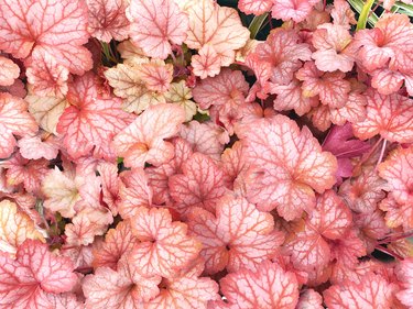 Pink Heuchera or coral bells leaves