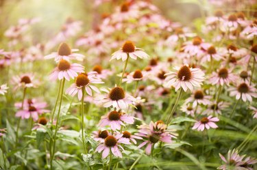 Summer flowering pink coneflowers - Echinacea purpurea in the soft summer sunlight