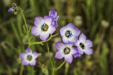 Gilia tricolor (Bird's-eye Gilia) is an annual plant native to the Central Valley and foothills of the Sierra Nevada and Coast Ranges in California. Pepperwood Preserve; Santa Rosa;  Sonoma County, California