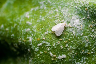 The white fly insect pest with its eggs on the leaf. These are agricultural crop pest.