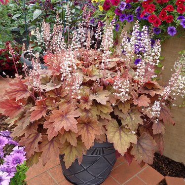 Heuchera plant in striking colour.