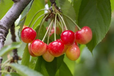 Fruit hanging on a branch of a cherry tree.